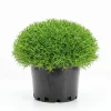 Irish Moss Live Plant 4 Inch Pot - Green Ground Cover Outdoor - Image 1