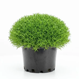Irish Moss Live Plant 4 Inch Pot - Green Ground Cover Outdoor - Image 1