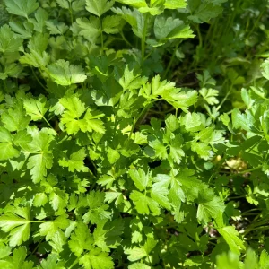 Italian Parsley Live Plant – 2.5 inch Pot – Culinary Herb - Image 2