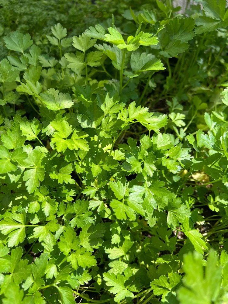 Italian Parsley Live Plant – 2.5 inch Pot – Culinary Herb - Image 2