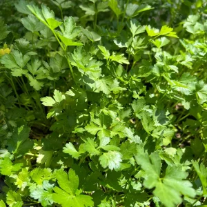 Italian Parsley Live Plant – 2.5 inch Pot – Culinary Herb - Image 3