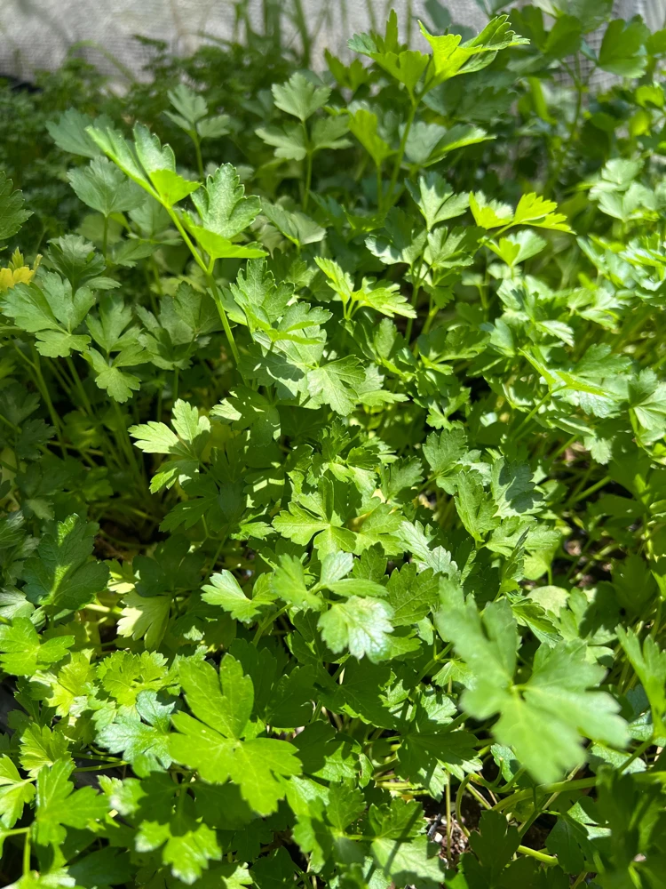 Italian Parsley Live Plant – 2.5 inch Pot – Culinary Herb - Image 3