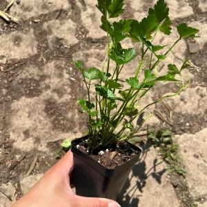 Italian Parsley Live Plant – 2.5 inch Pot – Culinary Herb - Image 4
