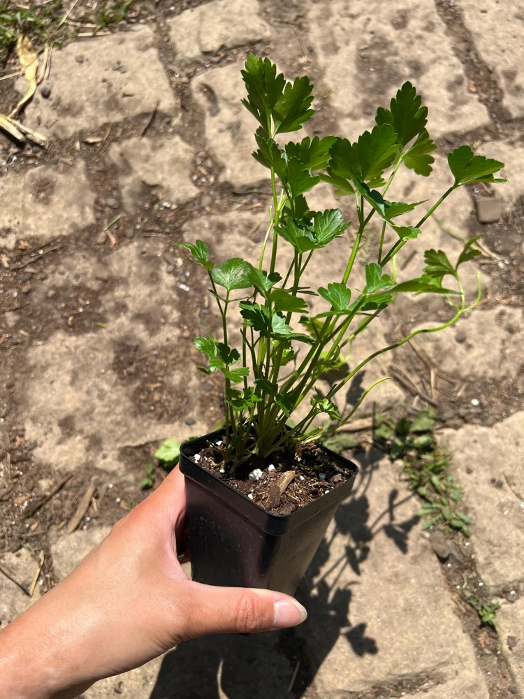 Italian Parsley Live Plant – 2.5 inch Pot – Culinary Herb - Image 4