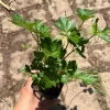 Italian Parsley Live Plant – 2.5 inch Pot – Culinary Herb - Image 1