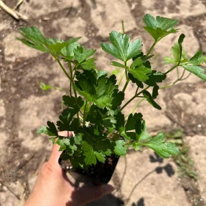 Italian Parsley Live Plant – 2.5 inch Pot – Culinary Herb - Image 1
