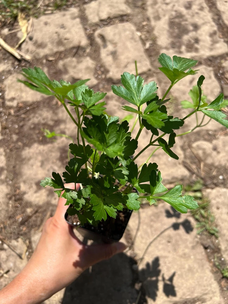 Italian Parsley Live Plant – 2.5 inch Pot – Culinary Herb - Image 1