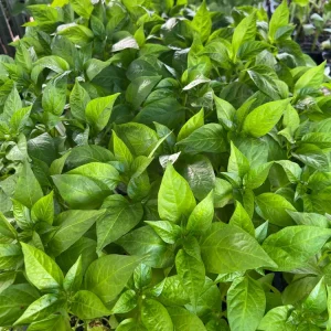 Italian Pepperoncini Sweet Pepper Live Starter Plants - 4 Seedlings - Image 2