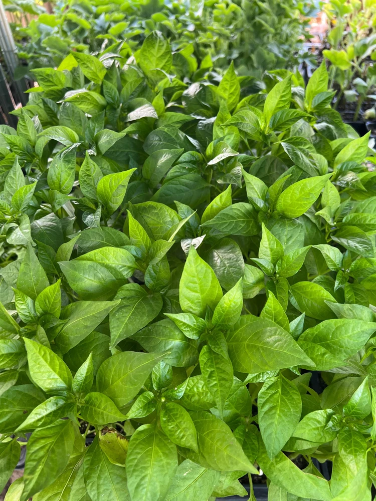 Italian Pepperoncini Sweet Pepper Live Starter Plants - 4 Seedlings - Image 2