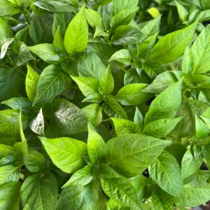 Italian Pepperoncini Sweet Pepper Live Starter Plants - 4 Seedlings - Image 3