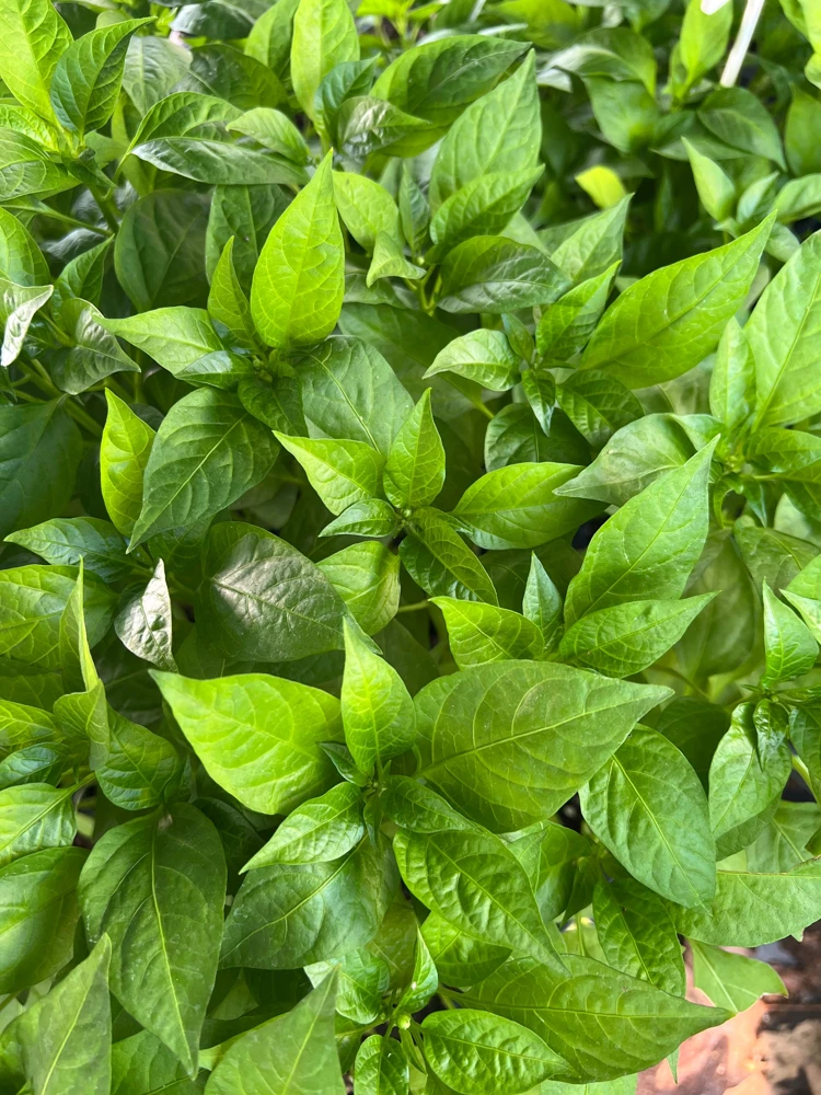 Italian Pepperoncini Sweet Pepper Live Starter Plants - 4 Seedlings - Image 3