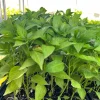 Italian Pepperoncini Sweet Pepper Live Starter Plants - 4 Seedlings - Image 1