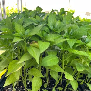 Italian Pepperoncini Sweet Pepper Live Starter Plants - 4 Seedlings - Image 1