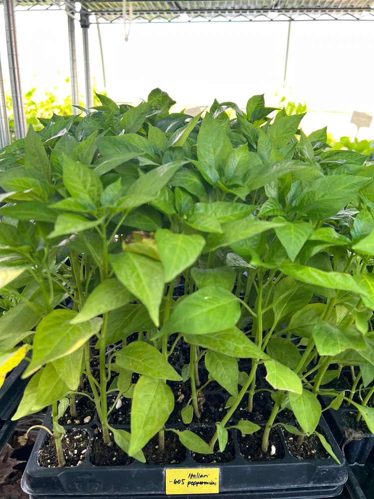 Italian Pepperoncini Sweet Pepper Live Starter Plants - 4 Seedlings - Image 1