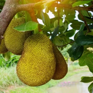 Jackfruit Tree Live Plant – 16-22 Inches Tall – 1 Gallon Nursery Pot – Outdoor Fruit Tree - Image 2