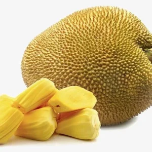 Jackfruit Tree Live Plant – 16-22 Inches Tall – 1 Gallon Nursery Pot – Outdoor Fruit Tree - Image 3