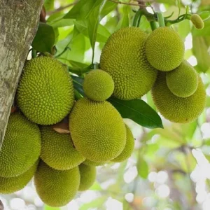 Jackfruit Tree Live Plant – 16-22 Inches Tall – 1 Gallon Nursery Pot – Outdoor Fruit Tree - Image 1