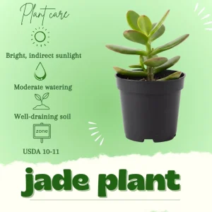 Jade Plant Live Succulent - 5 Inches Tall in 2-inch Pot, Compact Indoor - Image 2