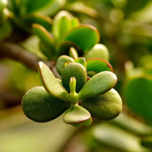 Jade Plant Live Succulent - 5 Inches Tall in 2-inch Pot, Compact Indoor - Image 3