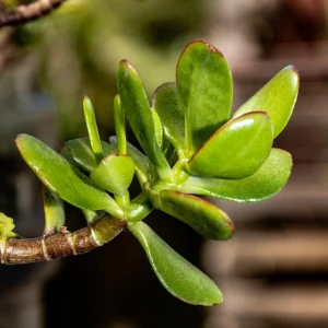 Jade Plant Live Succulent - 5 Inches Tall in 2-inch Pot, Compact Indoor - Image 4
