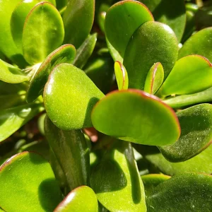 Jade Plant Live Succulent - 5 Inches Tall in 2-inch Pot, Compact Indoor - Image 5
