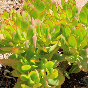 Jade Plant Live Succulent - 5 Inches Tall in 2-inch Pot, Compact Indoor - Image 6