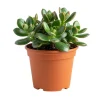 Jade Plant Live Succulent - 5 Inches Tall in 2-inch Pot, Compact Indoor - Image 1