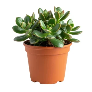 Jade Plant Live Succulent - 5 Inches Tall in 2-inch Pot, Compact Indoor - Image 1