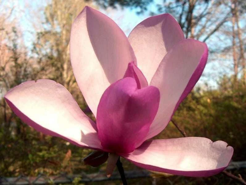 Jane Magnolia Live Plant – 24-30" Tall – 1 Gallon Pot – Outdoor Shrub - Image 3