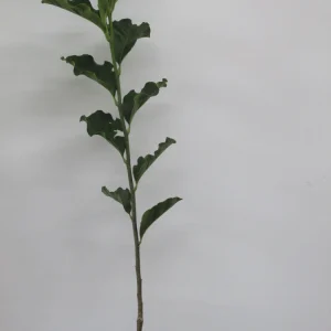 Jane Magnolia Live Plant – 24-30