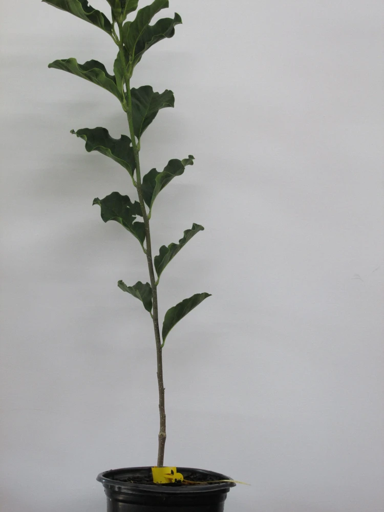Jane Magnolia Live Plant – 24-30" Tall – 1 Gallon Pot – Outdoor Shrub - Image 5