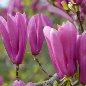 Jane Magnolia Live Plant – 24-30