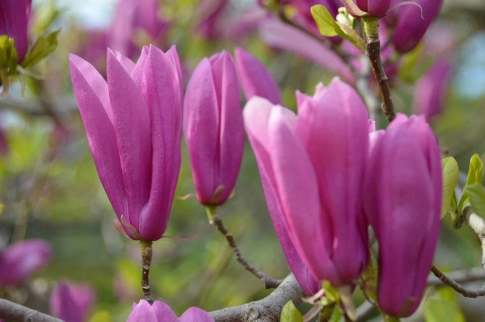 Jane Magnolia Live Plant – 24-30" Tall – 1 Gallon Pot – Outdoor Shrub - Image 1