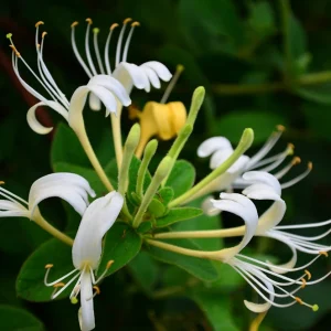 Japanese Honeysuckle Live Plant - Potted Vine for Outdoor Gardens - Image 2