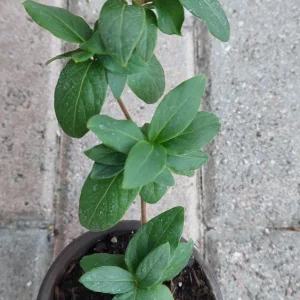Japanese Honeysuckle Live Plant - Potted Vine for Outdoor Gardens - Image 3