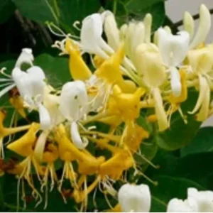 Japanese Honeysuckle Live Plant - Potted Vine for Outdoor Gardens - Image 4