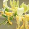 Japanese Honeysuckle Live Plant - Potted Vine for Outdoor Gardens - Image 1