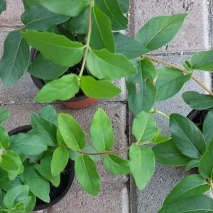 Japanese Honeysuckle Live Plant - Potted Vine for Outdoor Gardens - Image 5