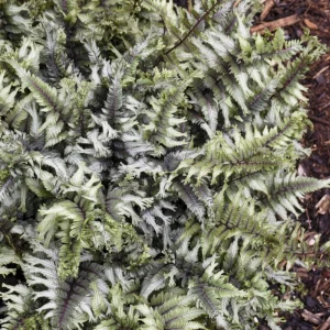 Japanese Painted Fern 'Crested Surf' Live Plant – Athyrium niponicum – 5.25" Pot – Outdoor Perennial - Image 2