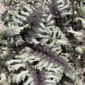 Japanese Painted Fern 'Crested Surf' Live Plant – Athyrium niponicum – 5.25