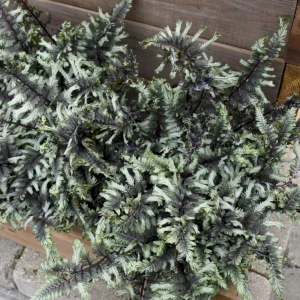 Japanese Painted Fern 'Crested Surf' Live Plant – Athyrium niponicum – 5.25