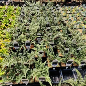 Japanese Painted Fern 'Crested Surf' Live Plant – Athyrium niponicum – 5.25