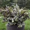 Japanese Painted Fern 'Crested Surf' Live Plant – Athyrium niponicum – 5.25" Pot – Outdoor Perennial - Image 1