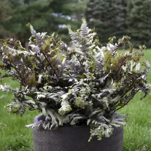 Japanese Painted Fern 'Crested Surf' Live Plant – Athyrium niponicum – 5.25" Pot – Outdoor Perennial - Image 1
