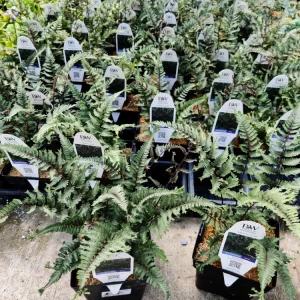 Japanese Painted Fern 'Crested Surf' Live Plant – Athyrium niponicum – 5.25