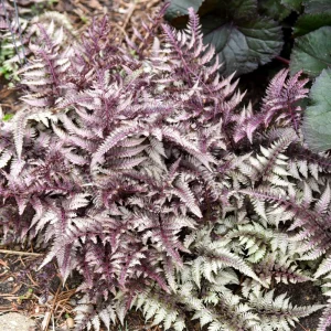 Japanese Painted Fern Live Plant - Athyrium 'Pictum' 5.25