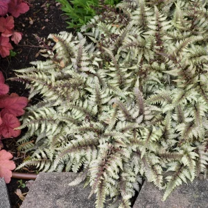 Japanese Painted Fern Live Plant - Athyrium 'Pictum' 5.25