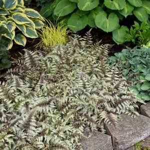 Japanese Painted Fern Live Plant - Athyrium 'Pictum' 5.25