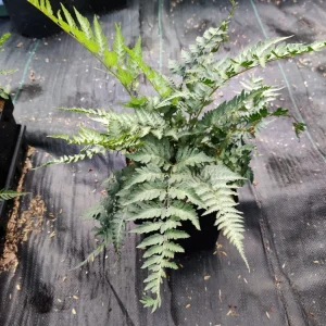 Japanese Painted Fern Live Plant - Athyrium 'Pictum' 5.25
