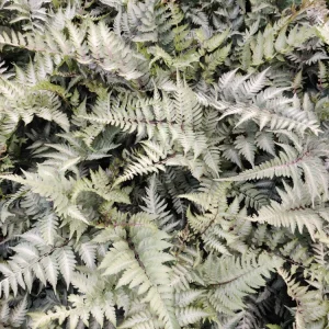 Japanese Painted Fern Live Plant - Athyrium 'Pictum' 5.25